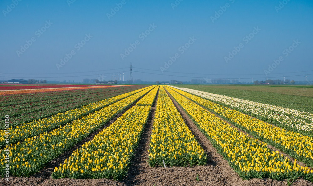 Yellow tulip field in the Netherlands
