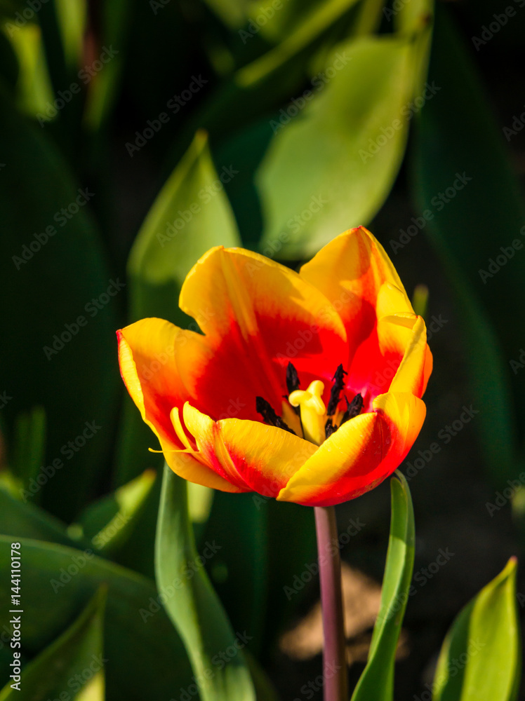 Orange-red tulip in full bloom Orange-red tulip in full bloom