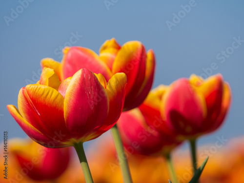 Orange and red tulips and blue sky