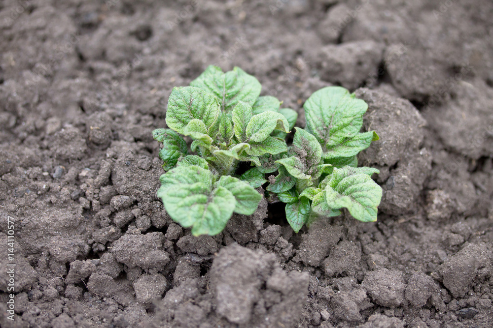 Homemade vegetative young green potatoes on a vegetable plantation in the garden. Homemade vegetative young green potatoes on a vegetable plantation in the garden.