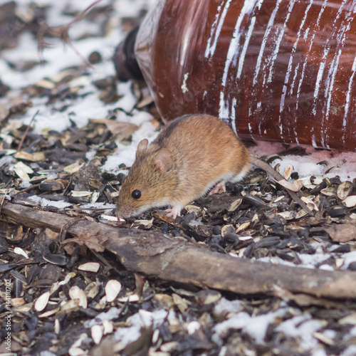 Striped Field Mouse, Apodemus agrarius, hiding on ground and searching for food close-up portrait, selective focus, shallow DOF