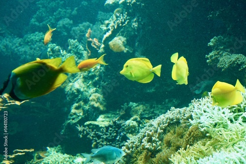 exotische Fische im Korallenriff