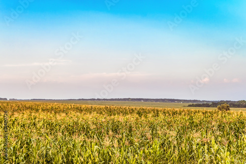 Countryside scene with a field green with growing corn stalks. Summer agricultural landscape with limited depth of field.