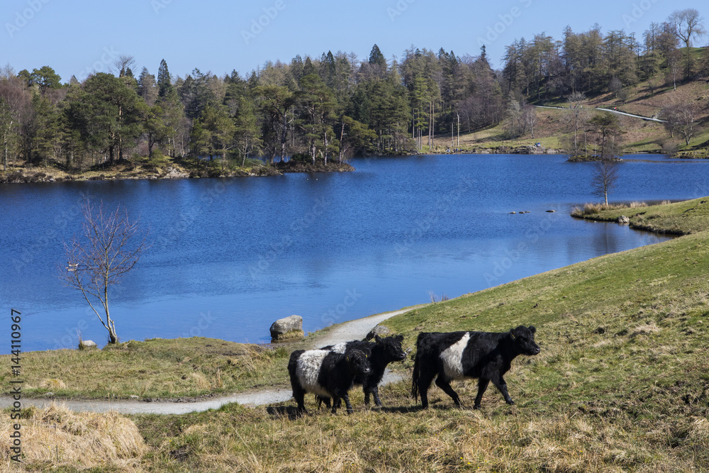 Cattle Grazing at Tarn Hows in the Lake District