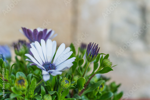 white and purple Gerbera Daisy flower (Gerbera jamesonii)  with green leaves in Matera, Italy photo