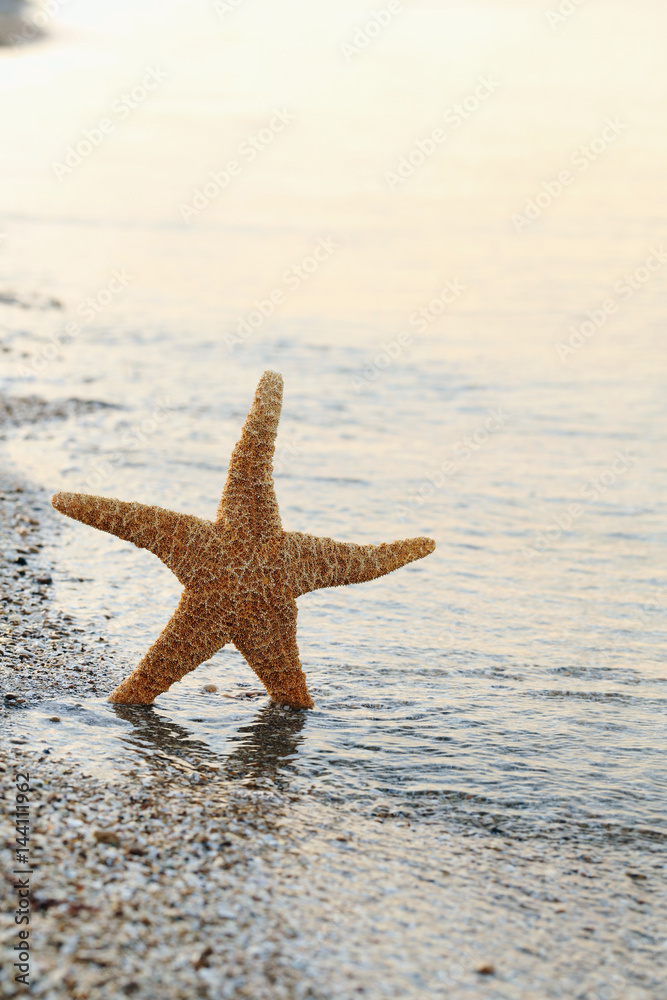Starfish on a beach sand near water Starfish on a beach sand near water