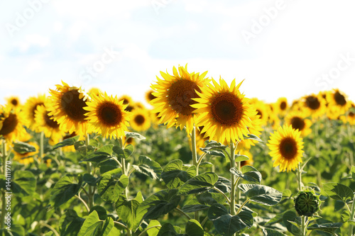 Fototapeta Naklejka Na Ścianę i Meble -  Sunflowers in the field, outdoors