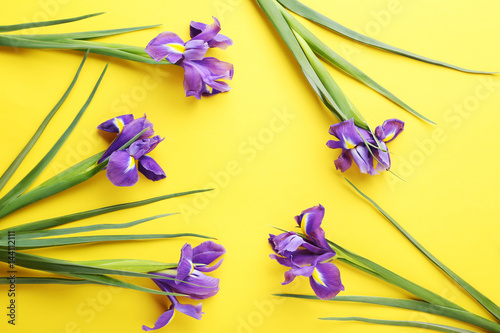 Fototapeta Naklejka Na Ścianę i Meble -  Purple iris flowers on yellow background