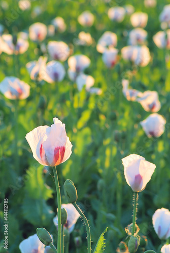 Field with blossoming white poppies