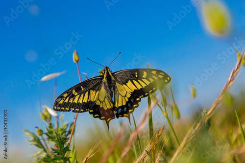 Papilio zelicaon - Anise Swallowtail - Black and yellow butterfly against blue sky at Baylands photo