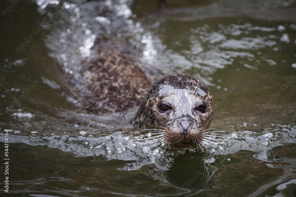 Fototapeta premium Seal in water (Phoca vitulina)