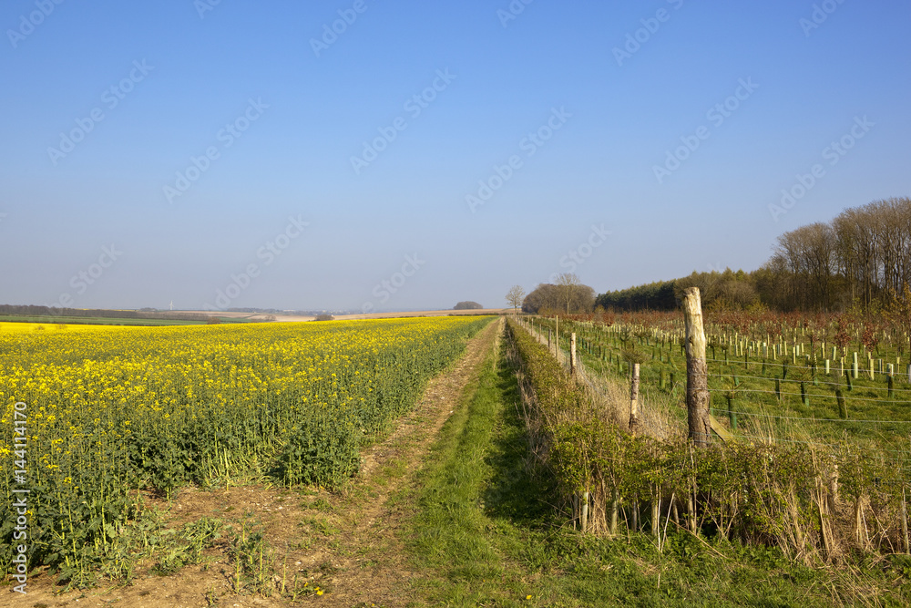 oilseed rape crop and young plantation