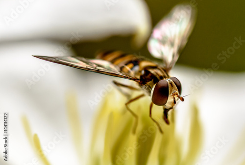 a feeding hoverfly