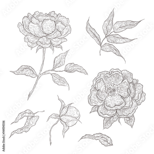 Vector illustration of graphically hand-drawn flowers. Imitation engraving. Blooming peony with an open and a closed bud  leaves and twigs.