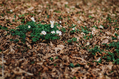 Anemone nemorosa. White tender spring flowers, growing at forest. Seasonal natural floral background. Also called wood anemone, windflower, thimbleweed, smell fox. © MDC Digital Studio