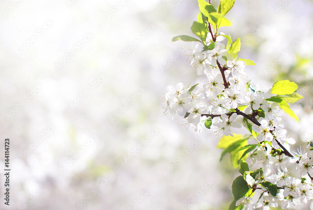 Nature background of spring floral white flowers branch blossom apple