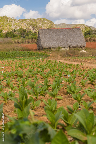 Shelter for the drying of tobacco leaves from which next the best cigars are being made in the world. Valle de Vinales Cuba Pinar del Rio province