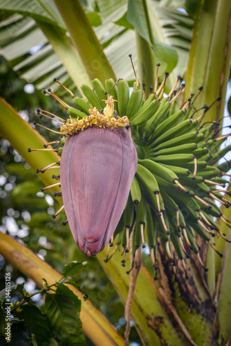 Banana flower.The banana plant is the largest herbaceous flowering plant.