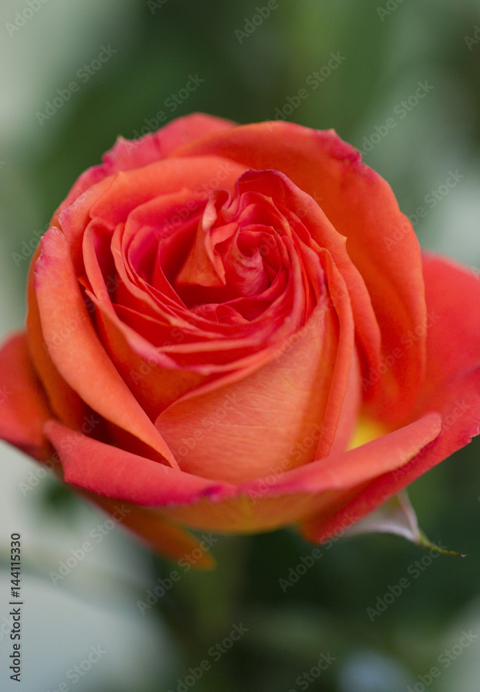 Fototapeta premium Roses