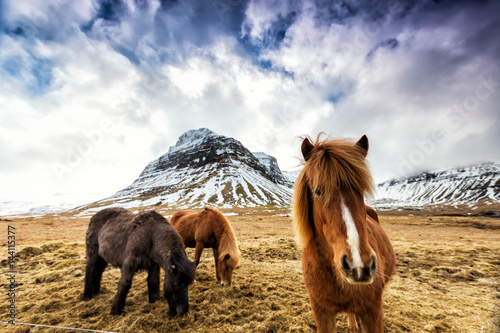 Fotografie Horses in the mountains in Iceland
