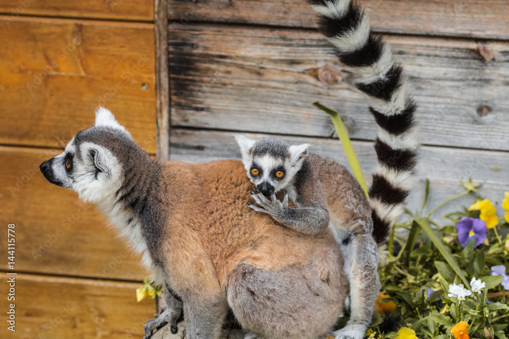 Obraz premium Lemuren , Lemur und ihr Leben im Zoo , Tierpark , Madagaskar