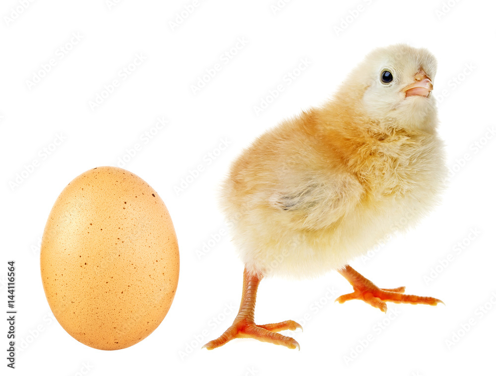 Little yellow chicken and chicken egg on white background
