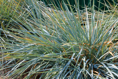 Cultivar blue-lyme grass (Leymus arenarius, Poaceae) in the summer garden