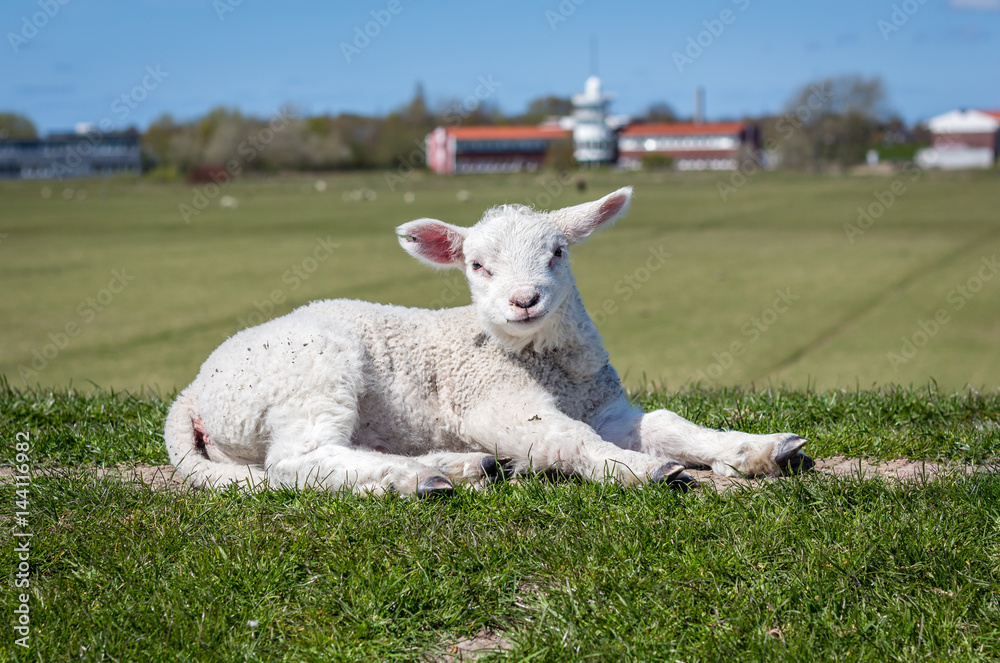 Obraz premium Schaaf auf dem Deich