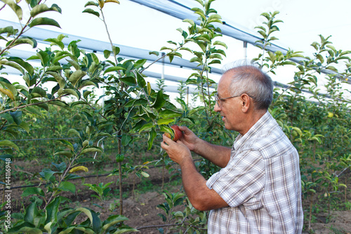 Senior man examining the apple production in his orchard.