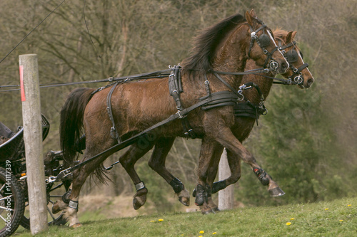 Galopperende paarden