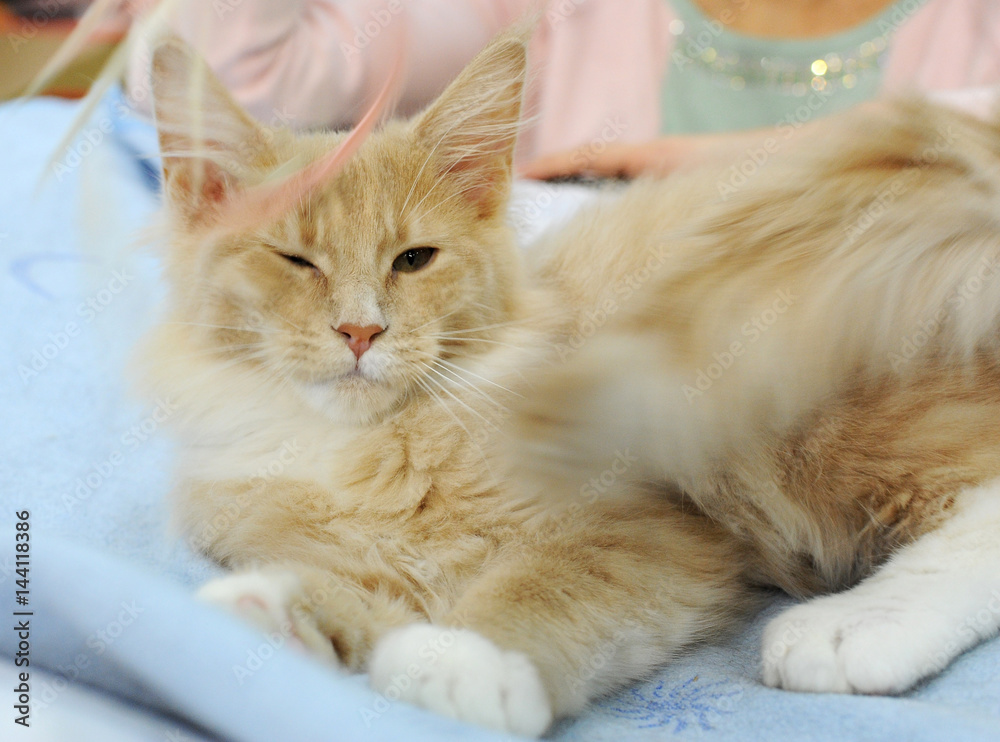  Maine Coon at cat show in Moscow.