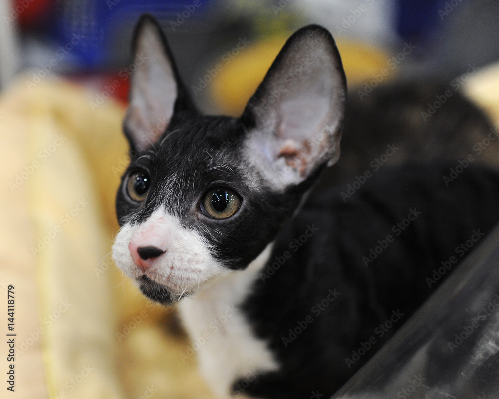 Cornish Rex at cat show in Moscow.