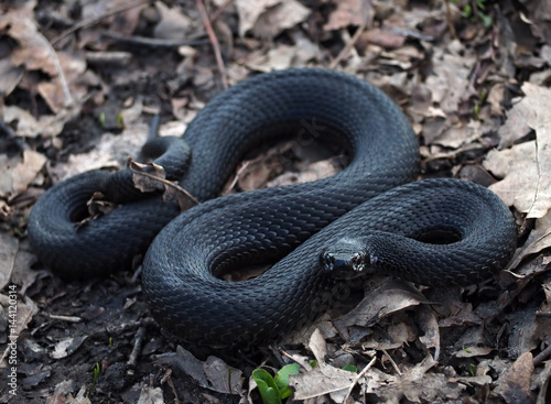 Black dangerous snake at the leaves at forest looking at camera