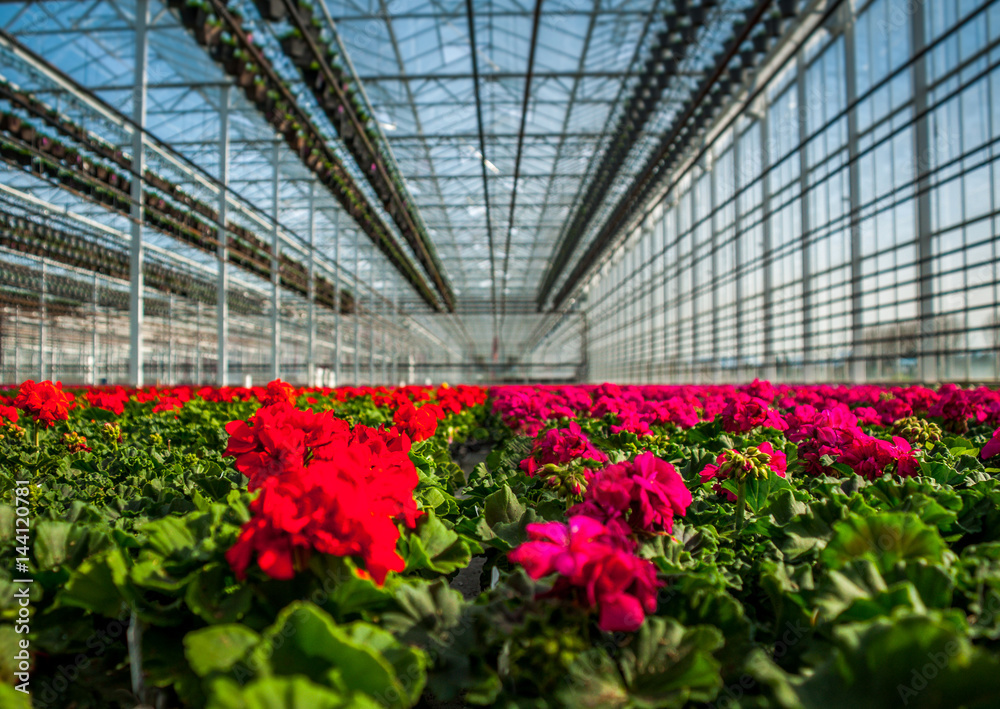 Red Greenhouse Red Greenhouse