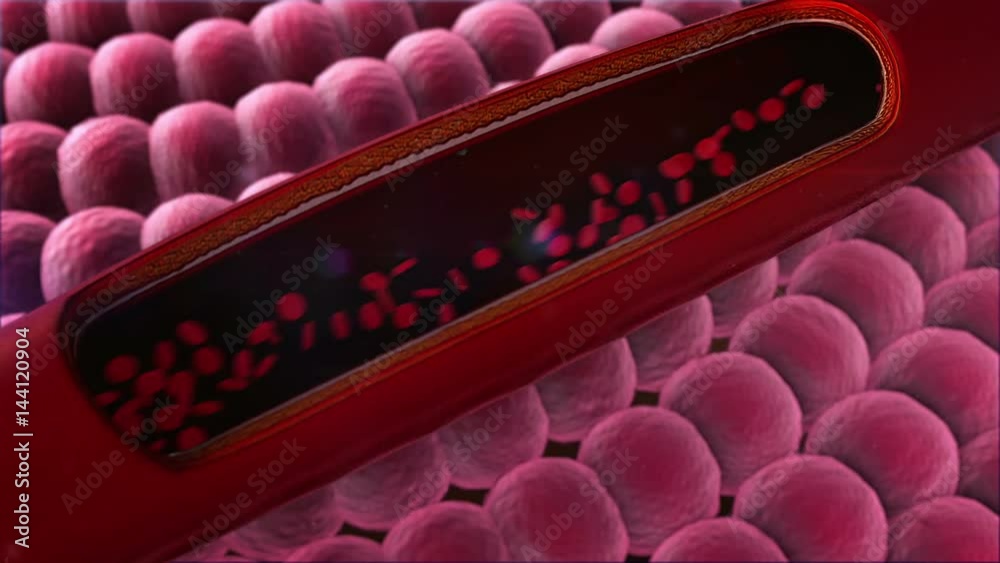 inside the vein, erythrocyte in the blood, inside the blood vessel, High quality 3d render of blood cells, Animation of Red Blood Cells Flowing Through Vein