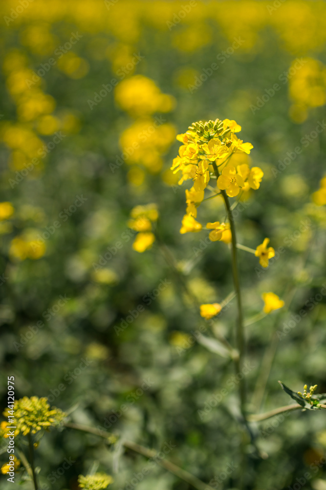 rape field - spring