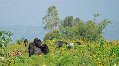 Mountain Gorilla Silverback in Virunga National Park, Democratic Republic of Congo photo