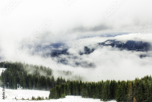 Forest from spruce in fog and snow