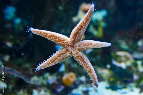 sea star underwater © Georgiy Pashin