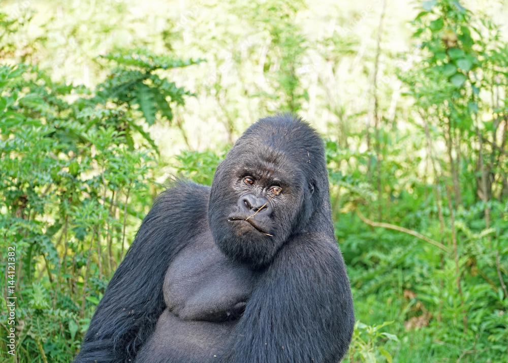 Fototapeta premium Mountain Gorilla Silverback in Virunga National Park, Democratic Republic of Congo