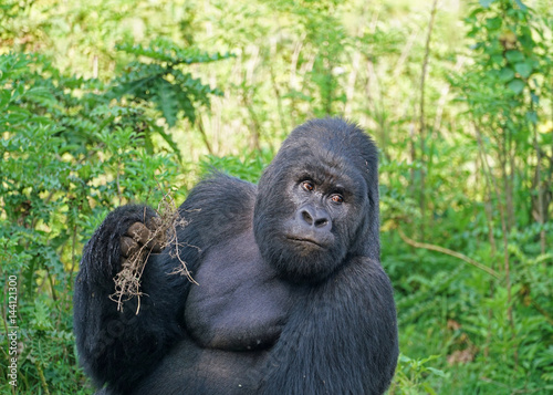 Mountain Gorilla Silverback in Virunga National Park, Democratic Republic of Congo © Janos