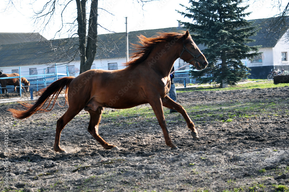 Breeders stud farm when using a long cord in training makes horses run around Breeders stud farm when using a long cord in training makes horses run around
