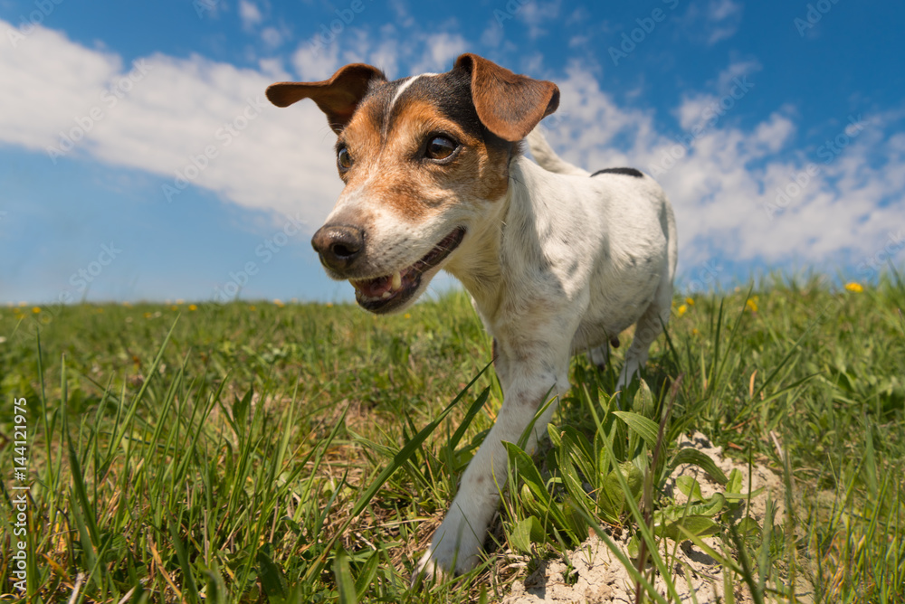 Hund läuft über grüne Wiese - Jack Russell 10 Jahre alt