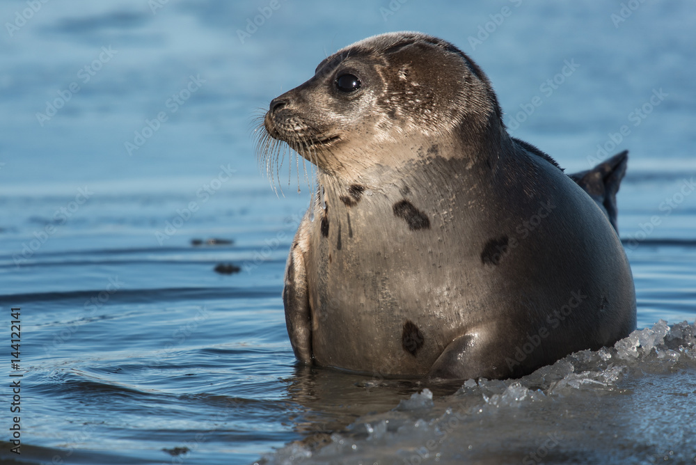 Obraz premium Harp Seal