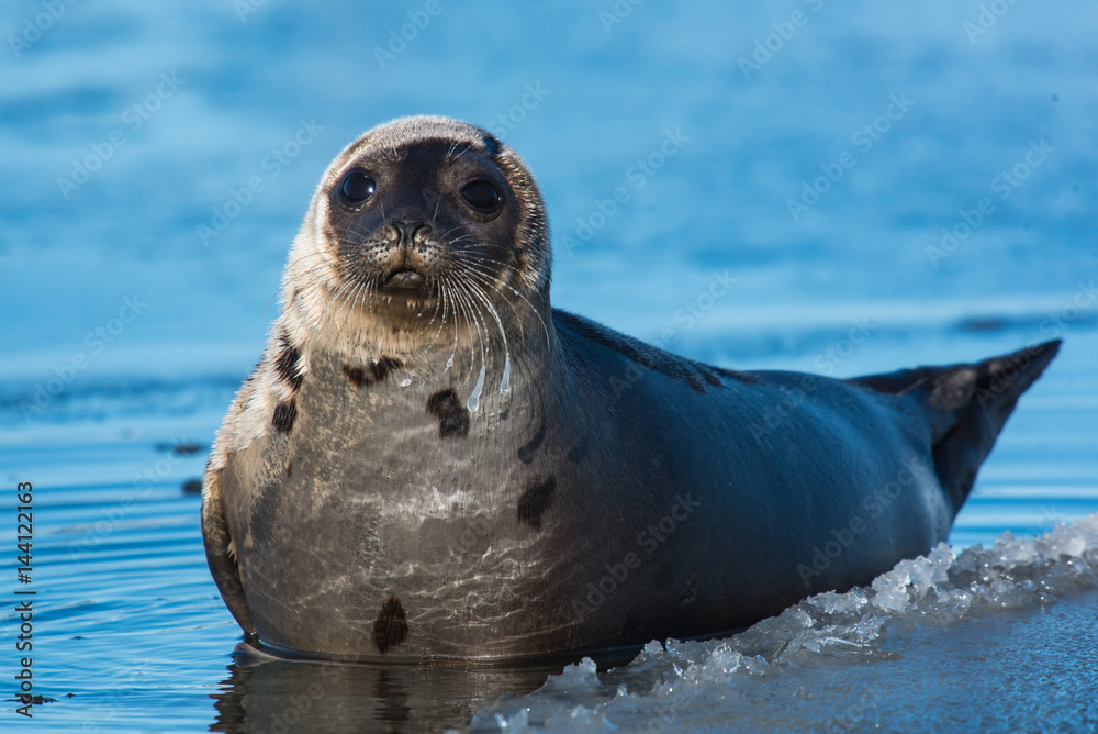 Naklejka premium Harp Seal