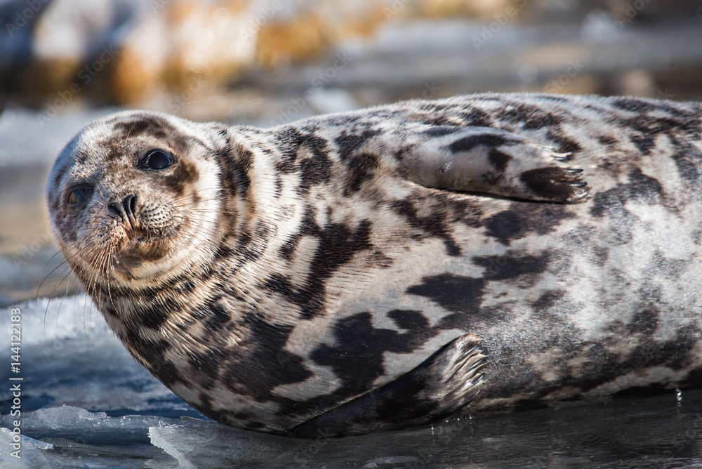 Obraz premium Harp Seal