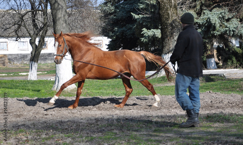 Breeders stud farm when using a long cord in training makes horses run around © orestligetka