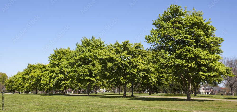 Row of spring trees under blue sky with grass in foreground.
