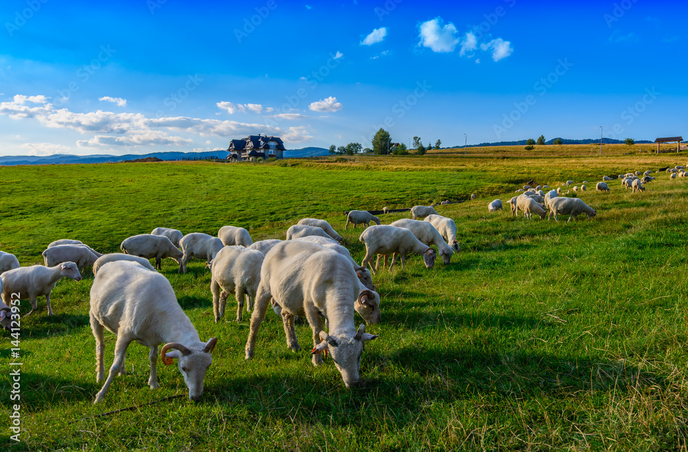 Obraz premium Wypas owiec i baranów 