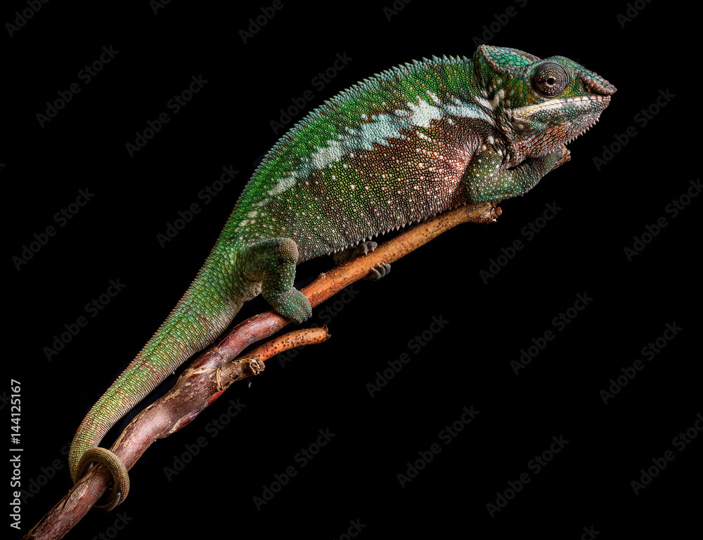 Fototapeta premium Panther chameleon Furcifer pardalis Antalaha